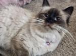 accepting deposits Kats ravishing ragdolls - Ragdoll Kitten For Sale - 