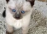Nike - Siamese Kitten For Sale - 