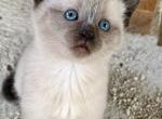 Nike - Siamese Kitten For Sale - Catasauqua&comma; PA&comma; US