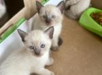 Boys 1 - Siamese Kitten For Sale - Catasauqua&comma; PA&comma; US