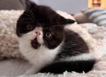 Milo - Persian Kitten For Sale - Arlington Heights&comma; IL&comma; US