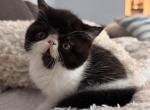 Prince  Milo - Persian Kitten For Sale - Arlington Heights&comma; IL&comma; US