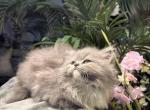 Fluff Ball - Persian Kitten For Sale - Chattanooga&comma; TN&comma; US