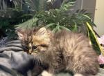Fluff Ball - Persian Kitten For Sale - Chattanooga&comma; TN&comma; US