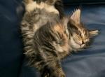 Katya - Maine Coon Kitten For Sale - Fredericksburg&comma; VA&comma; US