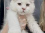 Silver - Maine Coon Kitten For Sale - 