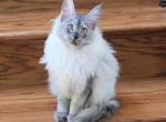 Litter T female - Maine Coon Kitten For Sale - Jasper&comma; GA&comma; US