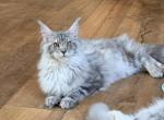 Blue silver tabby female - Maine Coon Kitten For Sale - Jasper&comma; GA&comma; US