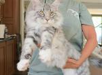 Litter S female - Maine Coon Kitten For Sale - Jasper&comma; GA&comma; US