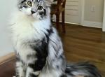 Black silve tabby female - Maine Coon Kitten For Sale - Jasper&comma; GA&comma; US