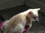 Archie - Domestic Kitten For Sale - Bowie&comma; MD&comma; US