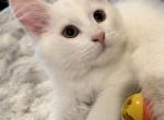 FirCountry Duchess - Siberian Kitten For Sale - Castle Rock&comma; WA&comma; US
