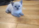 Princess - Siamese Kitten For Adoption - Minneapolis&comma; MN&comma; US