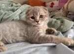 Peach - Scottish Fold Kitten For Sale - New York&comma; NY&comma; US