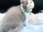 Praline Lilac Bicolor Exotic Shorthair Kitten - Exotic Kitten For Sale - 