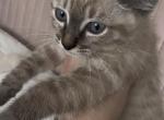 Lynx Point - Siamese Kitten For Sale - Oregon City&comma; OR&comma; US