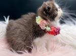 Cannoli Chocolate Bicolor Exotic Shorthair Kitten - Exotic Kitten For Sale - 
