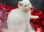 Renoir Cream Point Exotic Shorthair - Exotic Kitten For Sale - 
