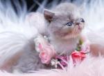 Ganache lilac bicolor Exotic Shorthair kitten - Exotic Kitten For Sale - AR&comma; US