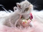 Lavender lilac bicolor Exotic Shorthair kitten - Exotic Kitten For Sale - AR&comma; US