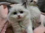 Afroditedolls Viking - Ragdoll Kitten For Sale - Bradenton&comma; FL&comma; US