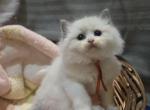 Afroditedolls Ragnar - Ragdoll Kitten For Sale - Bradenton&comma; FL&comma; US