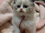 Afroditedolls Ubbe - Ragdoll Kitten For Sale - Bradenton&comma; FL&comma; US