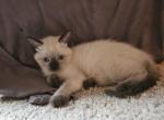 Autumn - Ragdoll Kitten For Sale - Overland Park&comma; KS&comma; US