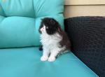 Bishop - Persian Kitten For Sale - Delavan&comma; WI&comma; US