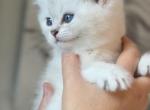 Atrey - Scottish Straight Kitten For Sale - Clearwater&comma; FL&comma; US