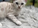 Dolly - Bengal Kitten For Sale - ME&comma; US
