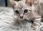 Trixie - Bengal Kitten For Sale - ME&comma; US