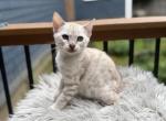 Woody - Bengal Kitten For Sale - ME&comma; US