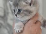Alice - Scottish Straight Kitten For Sale - Clearwater&comma; FL&comma; US