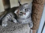 Cinco - Scottish Fold Kitten For Sale - Molalla&comma; OR&comma; US