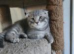 Cinco - Scottish Fold Kitten For Sale - Molalla&comma; OR&comma; US