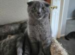 Jiggy - Scottish Fold Kitten For Sale - Molalla&comma; OR&comma; US