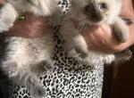 Wednesday X Bongo - Persian Kitten For Sale - Troup&comma; TX&comma; US