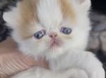 Red and white van - Persian Kitten For Sale - Clay&comma; PA&comma; US
