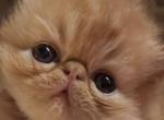 Red boy - Persian Kitten For Sale - Clay&comma; PA&comma; US