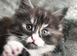 Melody - Maine Coon Kitten For Sale - 