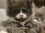 Maestro - Maine Coon Kitten For Sale - 