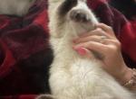 Persian Himalayan Siamese mix - Persian Kitten For Sale - Vancouver&comma; WA&comma; US