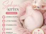 Octavia - Sphynx Kitten For Adoption - Phila&comma; PA&comma; US