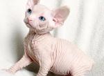 Canadian Sphynx - Sphynx Kitten For Sale - MA&comma; US