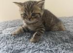 Milo - Scottish Straight Kitten For Sale - 