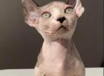 Elves - Sphynx Kitten For Sale - MA&comma; US