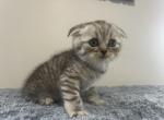 Bear - Scottish Fold Kitten For Sale - Levittown&comma; PA&comma; US
