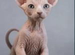 Focus - Sphynx Kitten For Sale - MA&comma; US