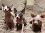 Focus - Sphynx Kitten For Sale - MA&comma; US
